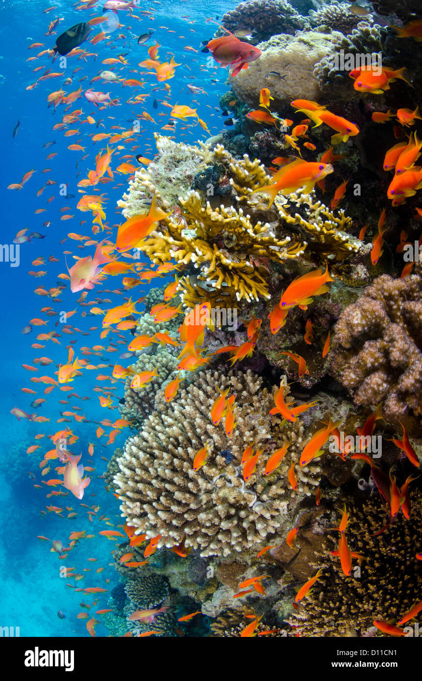 Red Sea Coral reef, Safaga, Egitto, Mar Rosso, Oceano Indiano Foto Stock