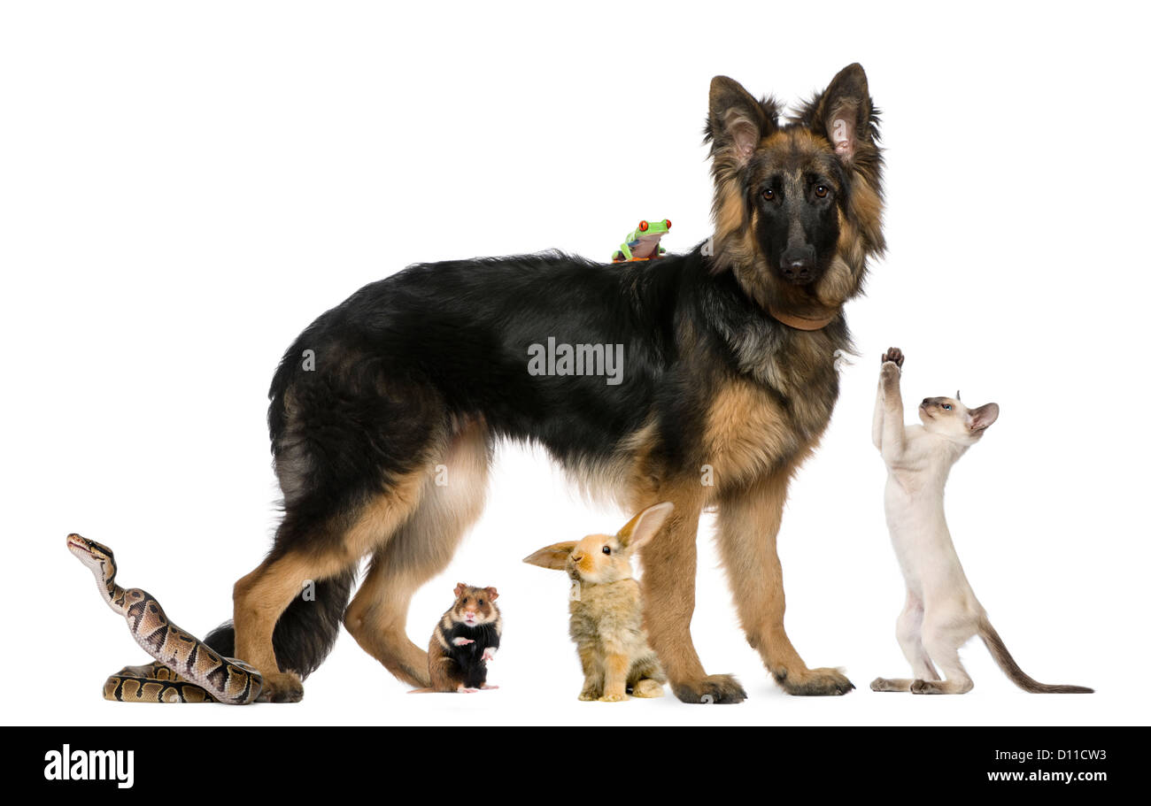 Gruppo di animali domestici e degli animali selvatici contro uno sfondo bianco Foto Stock