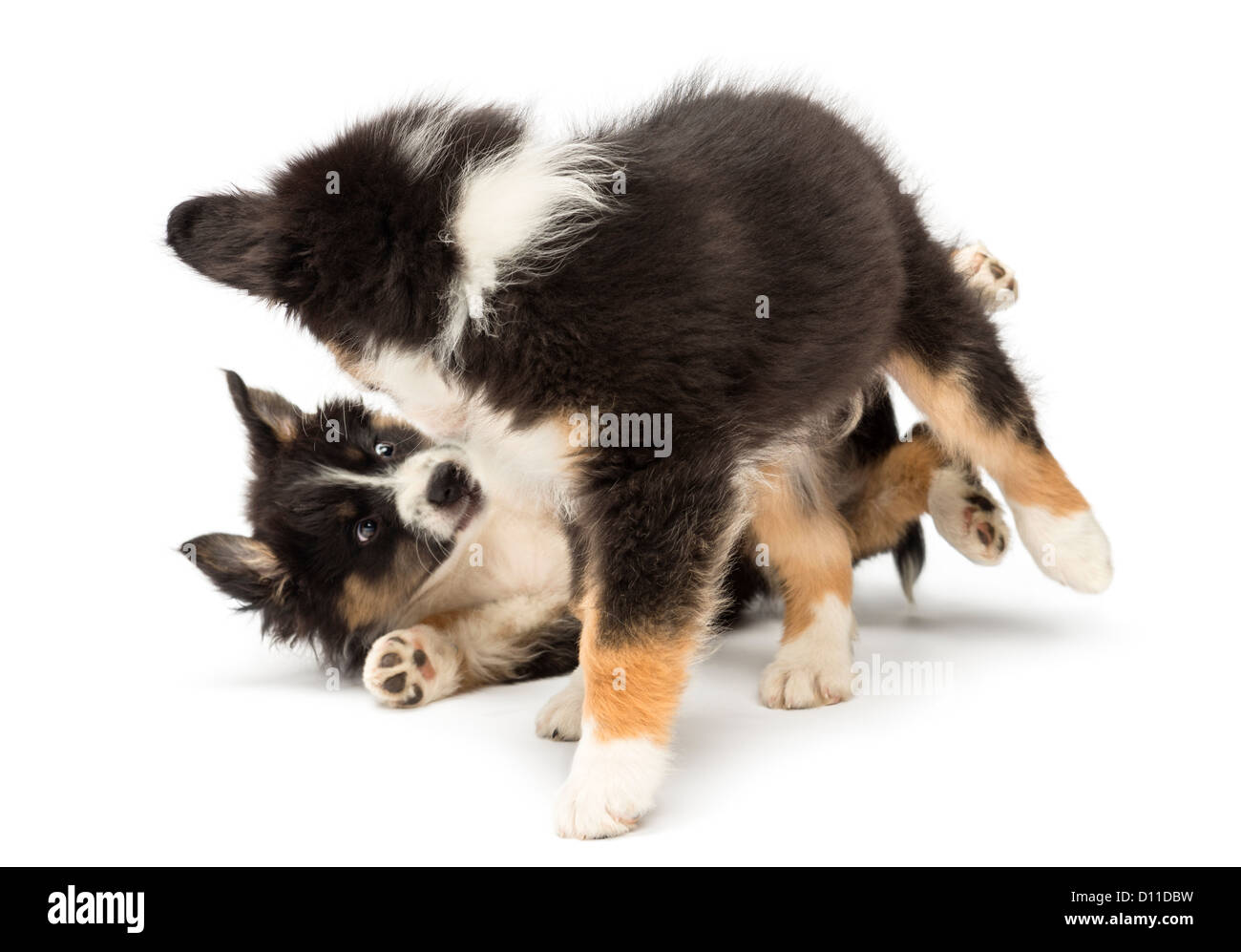 Due pastore australiano cuccioli, 2 mesi di età, gioco combattendo contro uno sfondo bianco Foto Stock