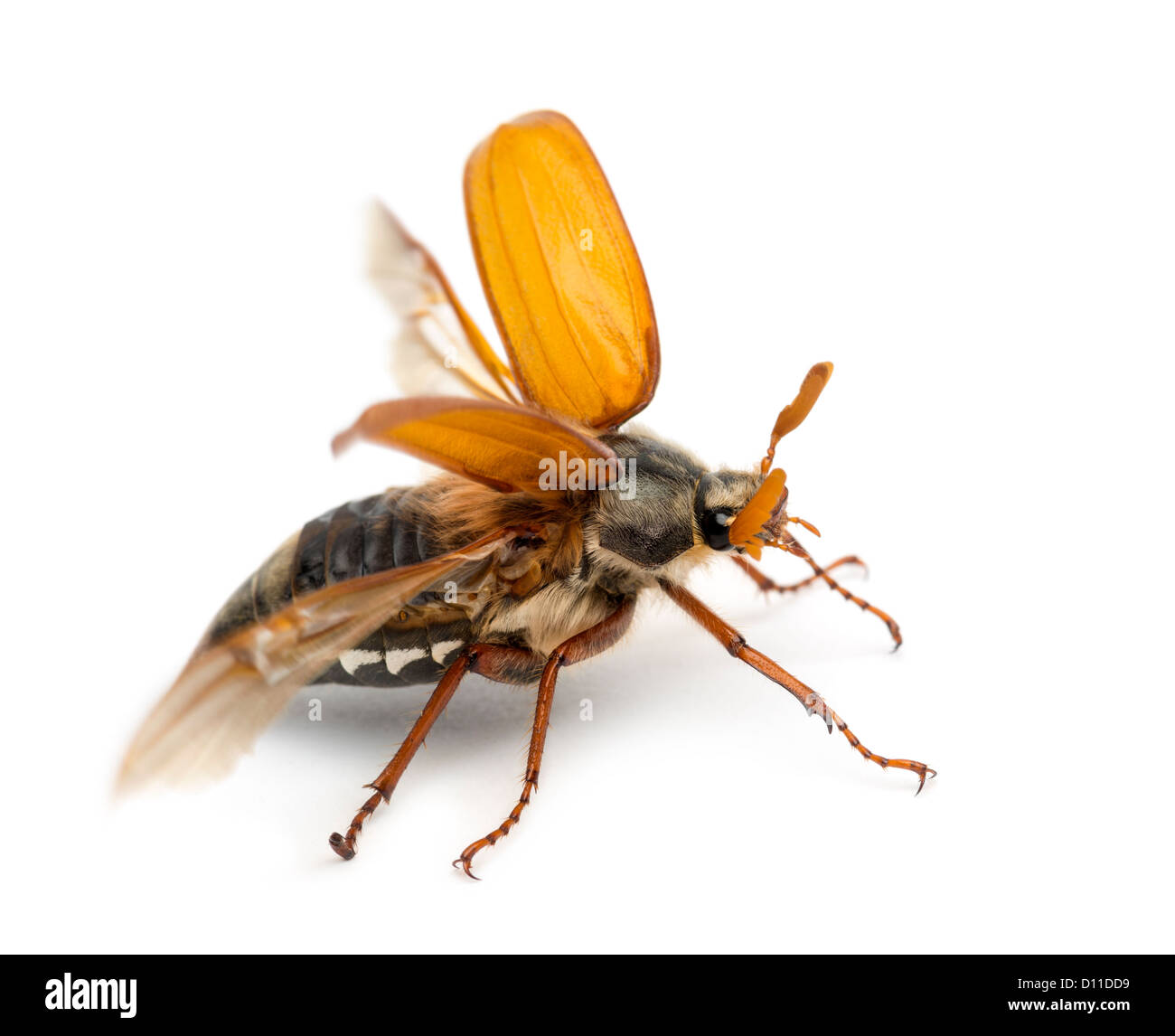 Maschio, Cockchafer Melolontha melolontha, noto come può un bug, Mitchamador, Billy strega o Spang beetle, contro uno sfondo bianco Foto Stock
