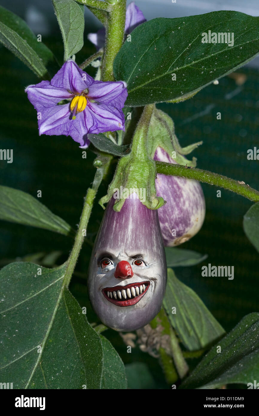 Fiori, frutti e foglie della pianta di uovo - melanzana - specie Solanum, con divertente volto sorridente imposto sulla frutta viola Foto Stock
