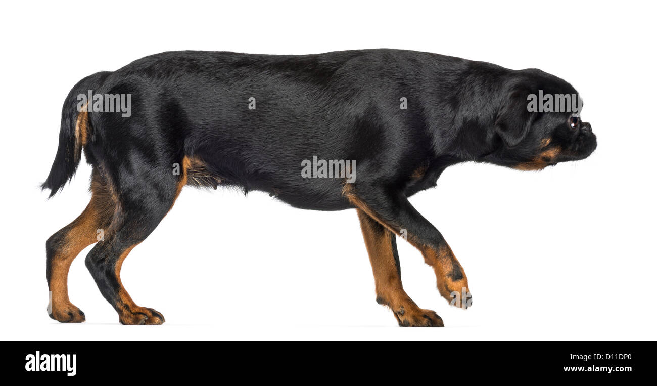Vista laterale di un Griffon Bruxellois, 2 anni, passeggiate contro uno sfondo bianco Foto Stock