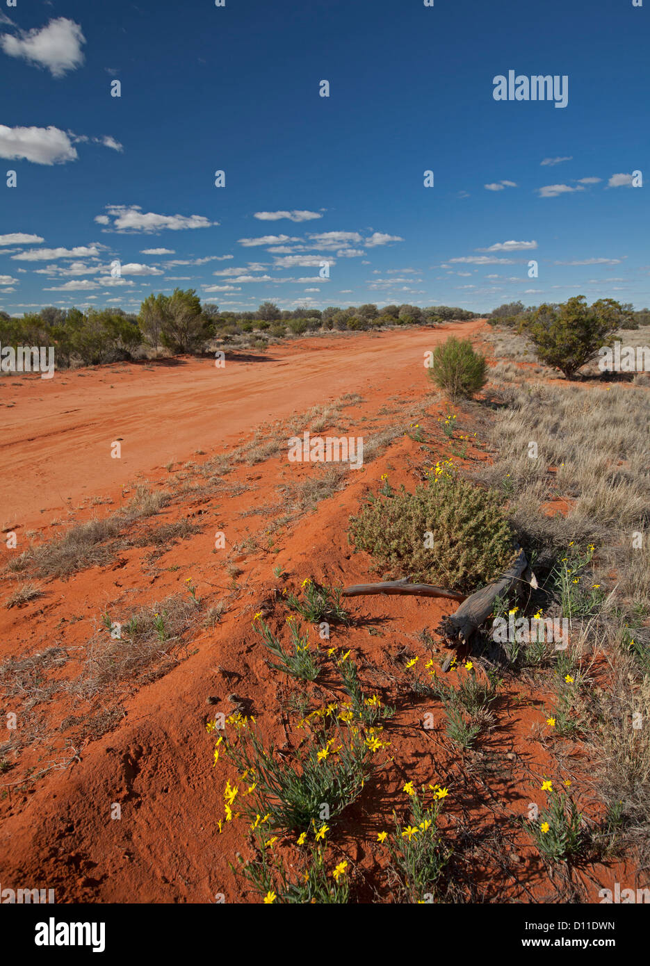 Australian Outback road bordato di giallo fiori selvaggi e bassa vegetazione nativa in Sturt National Park, outback NSW Australia Foto Stock