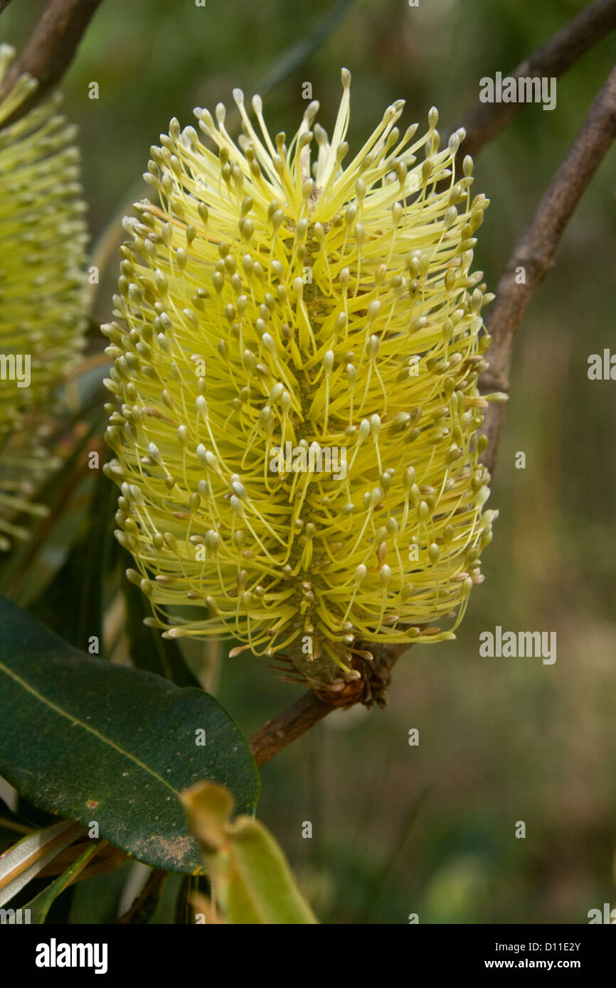 Fiore di Banksia robur - Australian vegetale nativo - cresce allo stato selvatico in Tuan la foresta di stato di Queensland in Australia Foto Stock