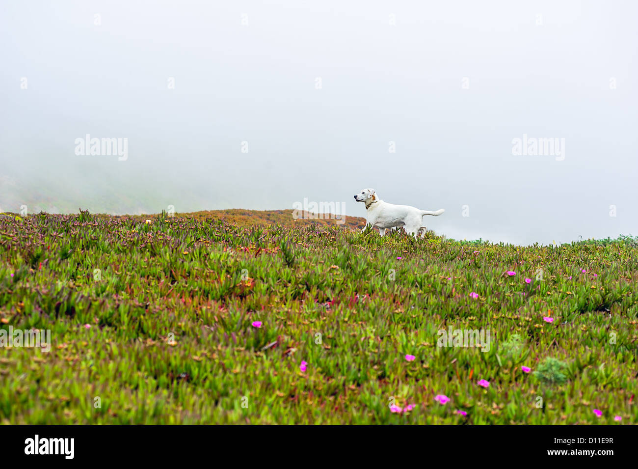 Cane bianco che corre attraverso il prato nella nebbia Foto Stock