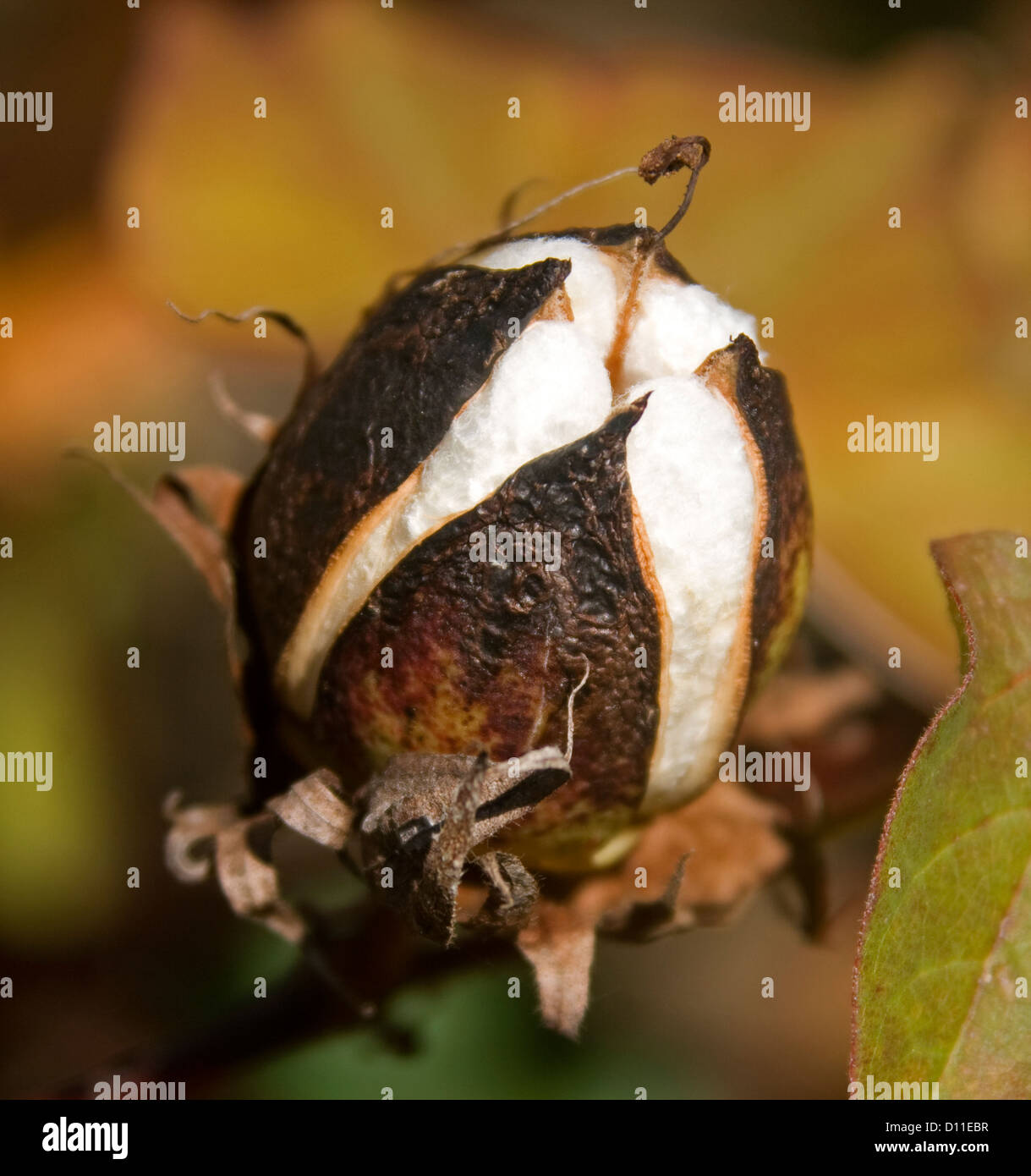 Il cotone boll con fibre sulla pianta che cresce su plantation nel Queensland Australia e pronte per essere raccolte Foto Stock