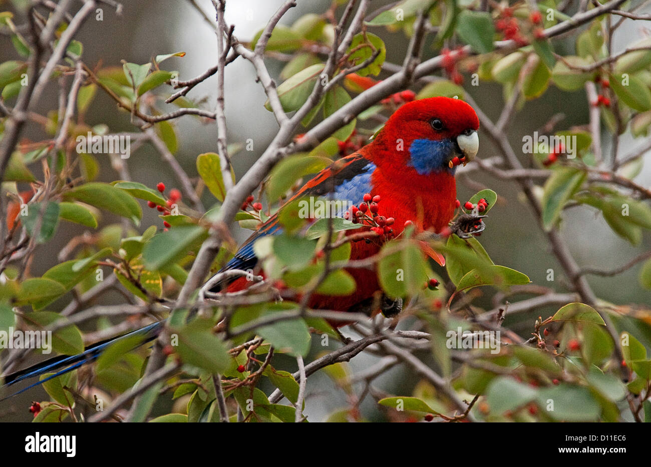 Voce maschile crimson rosella, Platycercus cledonicus australiana di specie di pappagallo, nel selvaggio alimentazione su bacche rosse di cespuglio fiorito in Victoria Australia Foto Stock