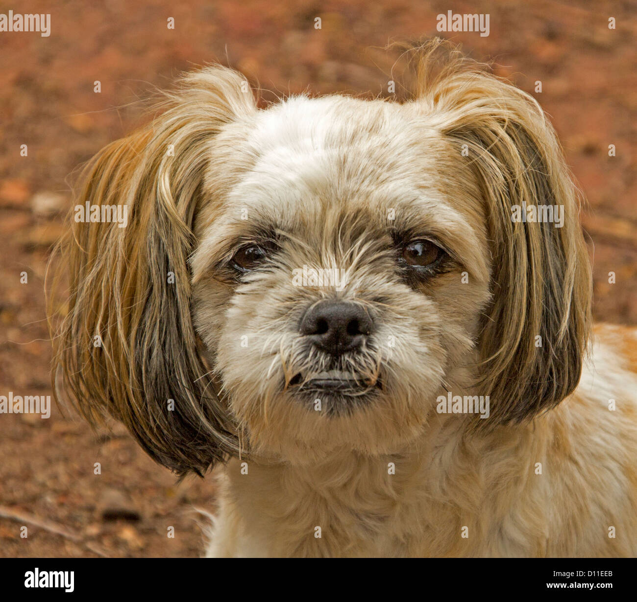 Faccia di marrone e bianco terrier Maltese Cross dog Foto Stock