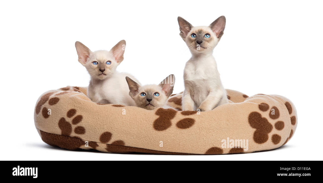 Tre Oriental Shorthair gattini, 9 settimane, seduto o disteso nel letto di gatto contro uno sfondo bianco Foto Stock