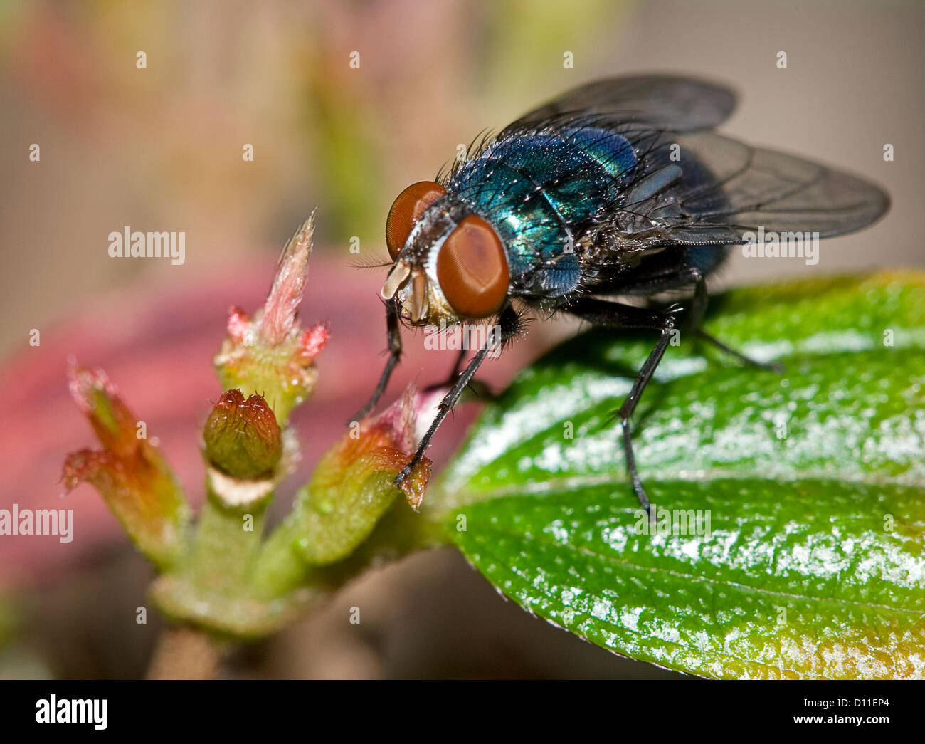 Volare su foglia verde - Australian mosca carnaria, specie Amenia, macro shot che mostra grandi occhi, ali e blu metallizzato di corpo di insetto Foto Stock