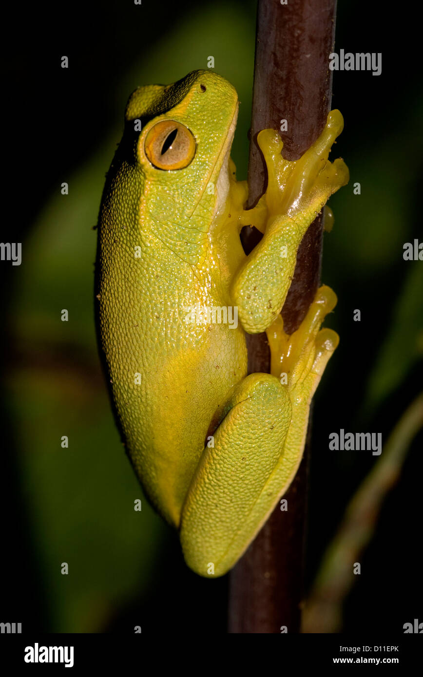 Australian dolce raganella - Litoria gracilenta - sullo stelo di fern frond in tropicale Woodland Garden Foto Stock