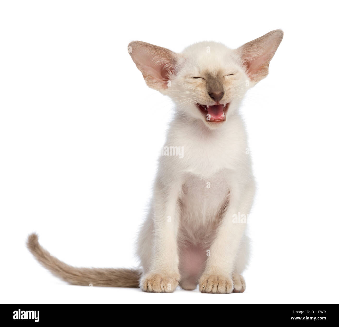 Oriental Shorthair kitten, 9 settimane, seduto e meowing contro uno sfondo bianco Foto Stock