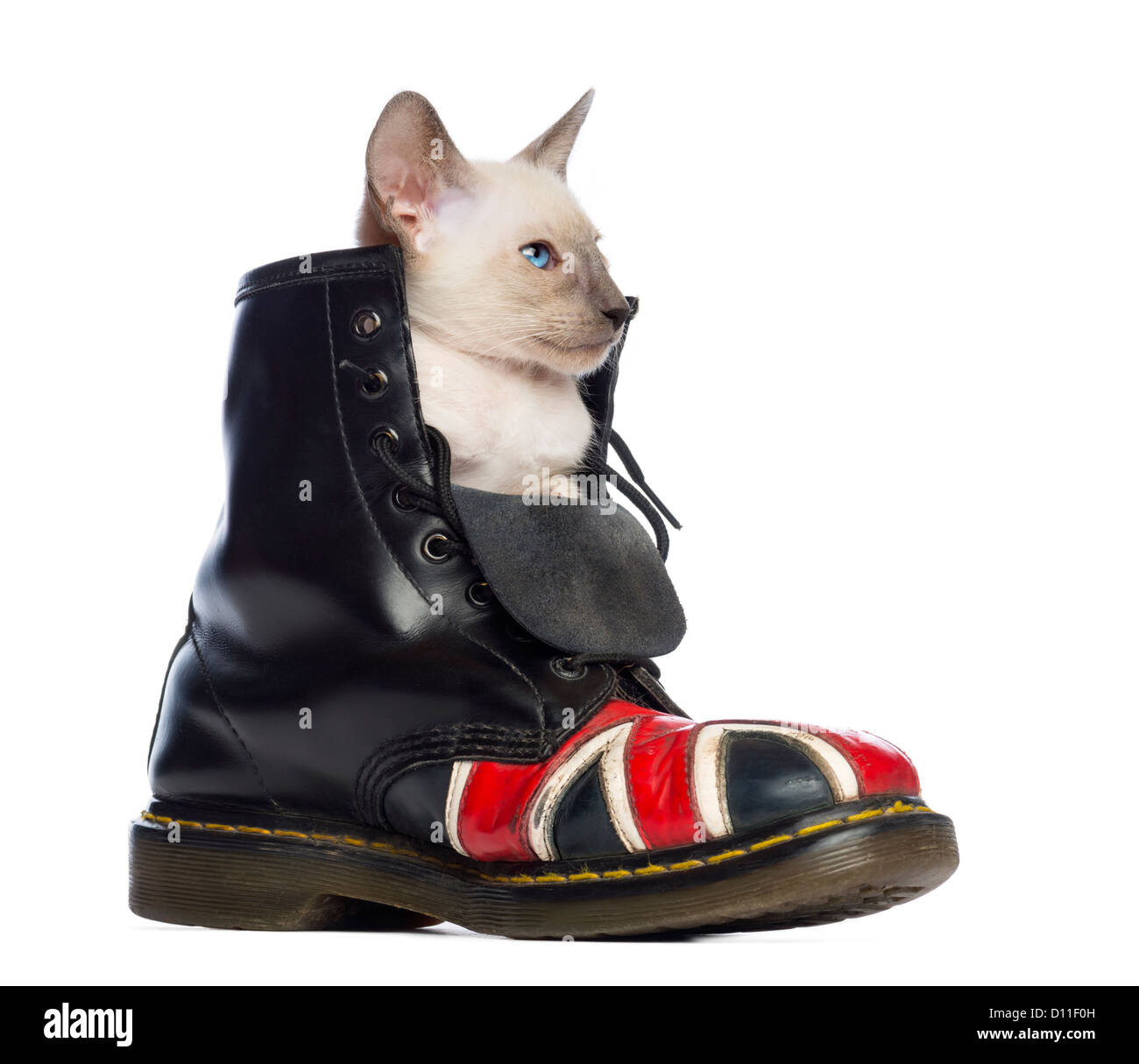 Oriental Shorthair gattino seduto in un avvio con l'Unione Jack design contro uno sfondo bianco Foto Stock