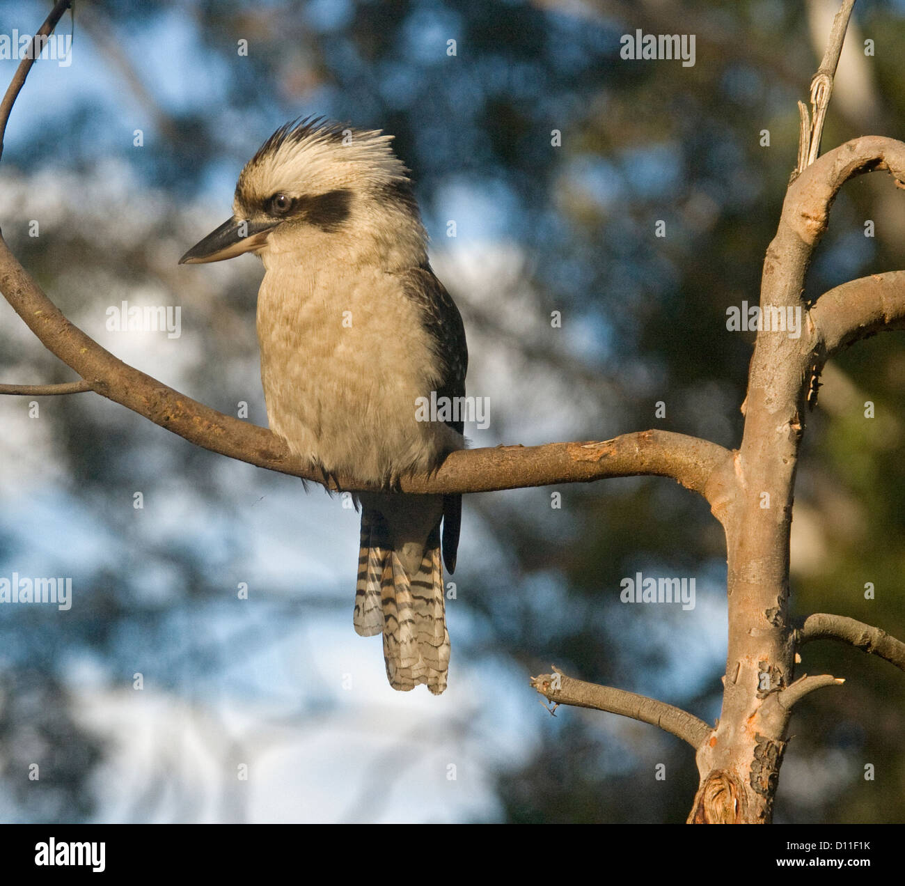 Australian kookaburra appollaiato sul ramo di albero in boschi in cerca di prede sul terreno al di sotto Foto Stock