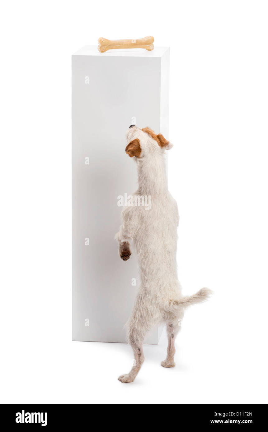 Parson Russell Terrier guardando osso sulla parte superiore del piedistallo contro uno sfondo bianco Foto Stock