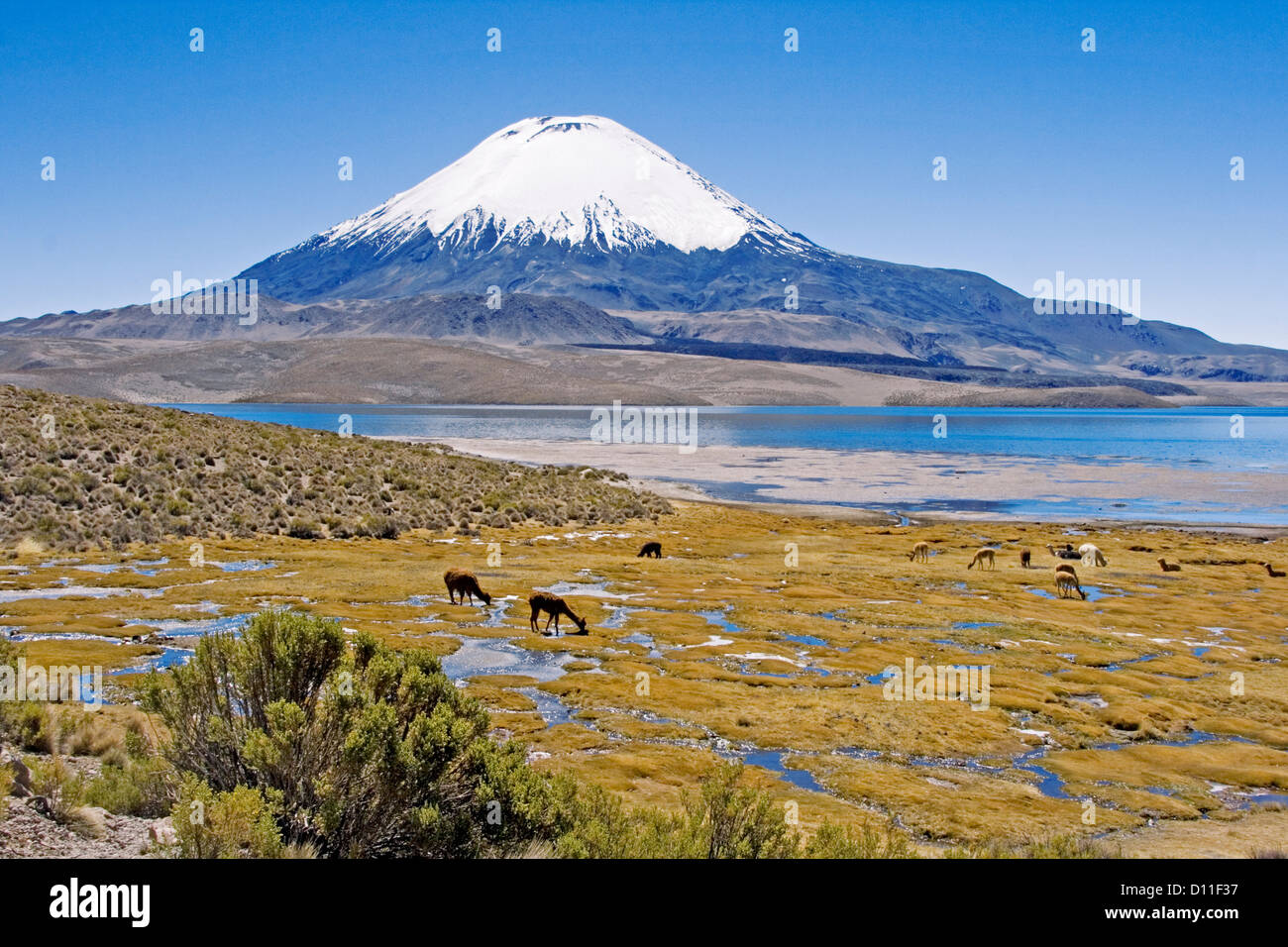 Paesaggio pittoresco con alpaca pascolano accanto acque blu del lago Chungara a piedi di snow-capped volcano Parinacota, Cile Foto Stock