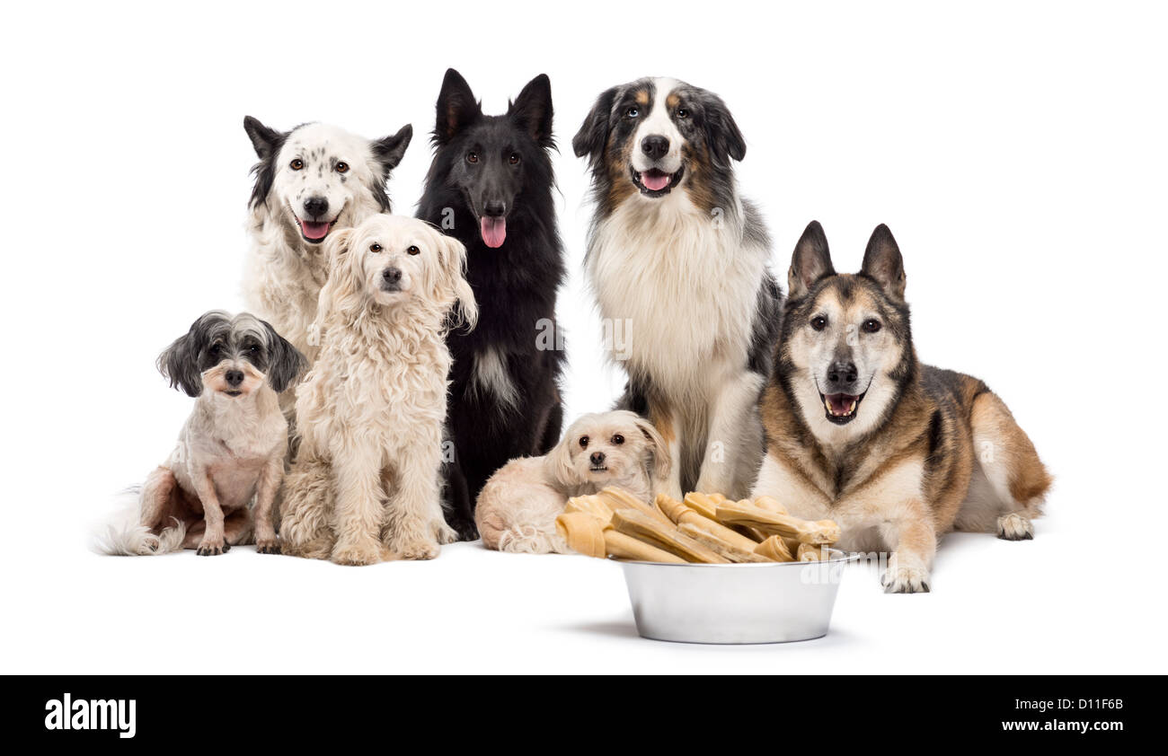 Gruppo di cani con una ciotola piena di ossa di fronte a loro contro uno sfondo bianco Foto Stock