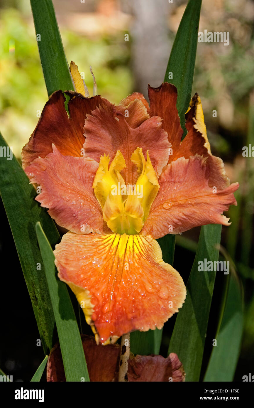 Louisiana iris flower - denominato cultivar, 'alto rango' , arancione e giallo fiore con fogliame verde Foto Stock