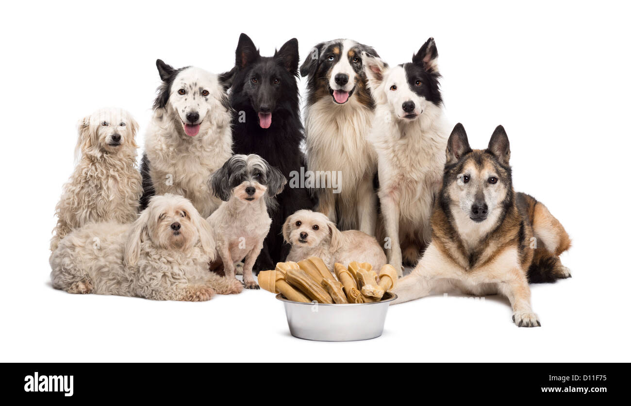 Gruppo di cani con una ciotola piena di ossa di fronte a loro contro uno sfondo bianco Foto Stock