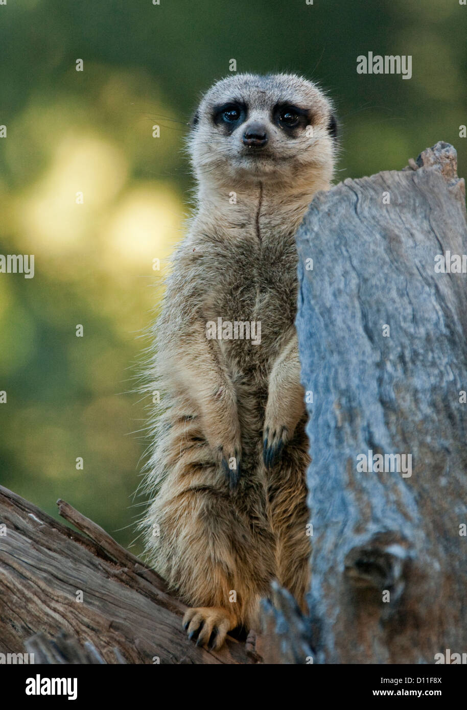 Meerkat sollevato e alert sul log al Taronga Western Plains Zoo a Dubbo, NSW Australia Foto Stock