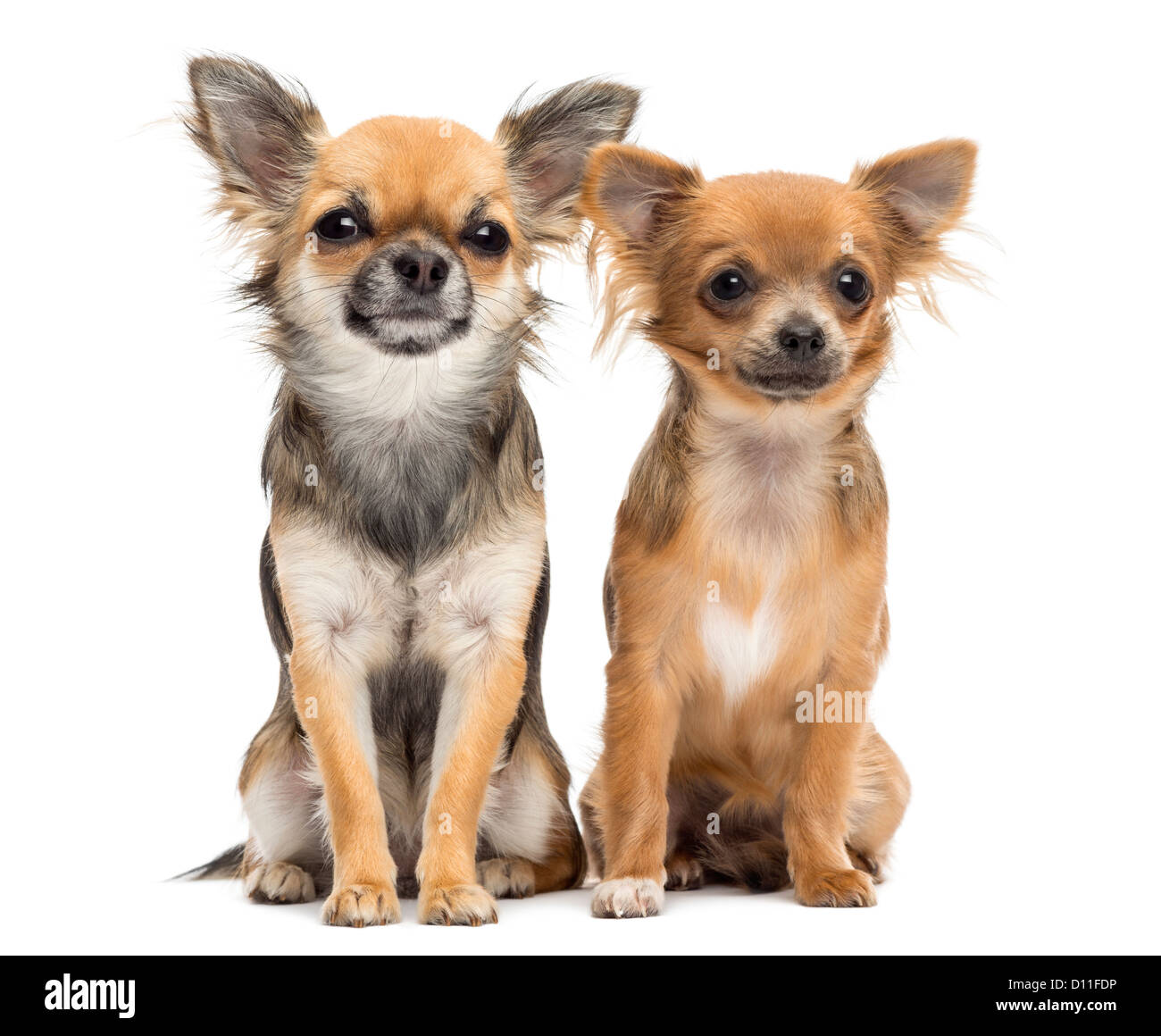 Due Chihuahuas seduto e guardando la telecamera contro uno sfondo bianco Foto Stock