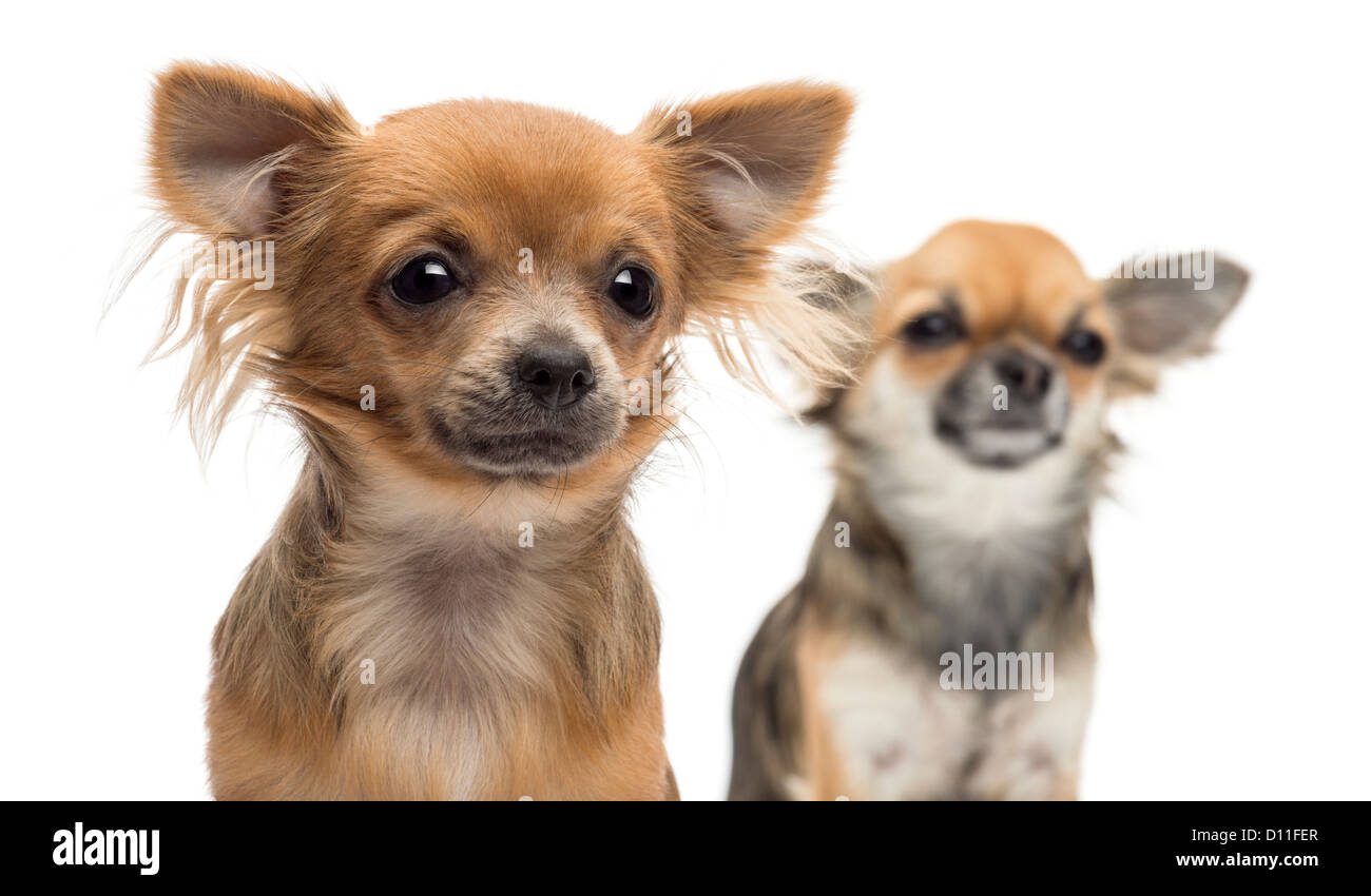 Due Chihuahuas seduto e guardando lontano contro lo sfondo bianco Foto Stock