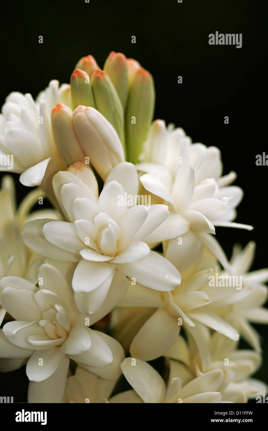 Fiori bianchi di tuberosa immagini e fotografie stock ad alta risoluzione -  Alamy