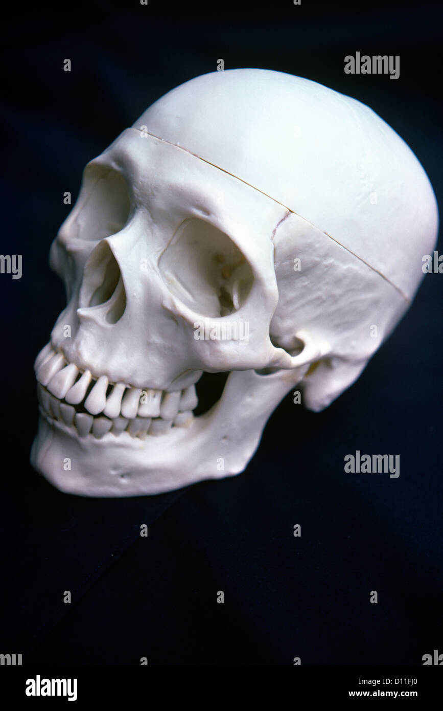 Anni Settanta cranio testa umana su sfondo nero Foto Stock