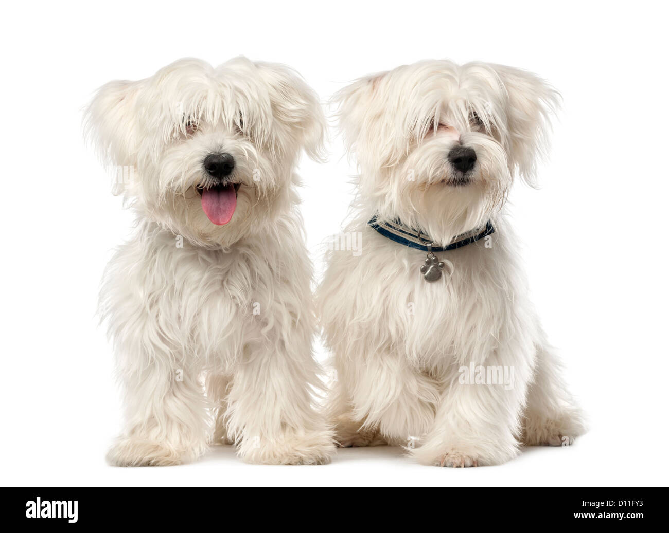 Due cani Maltese, 2 anni, seduti contro uno sfondo bianco Foto Stock
