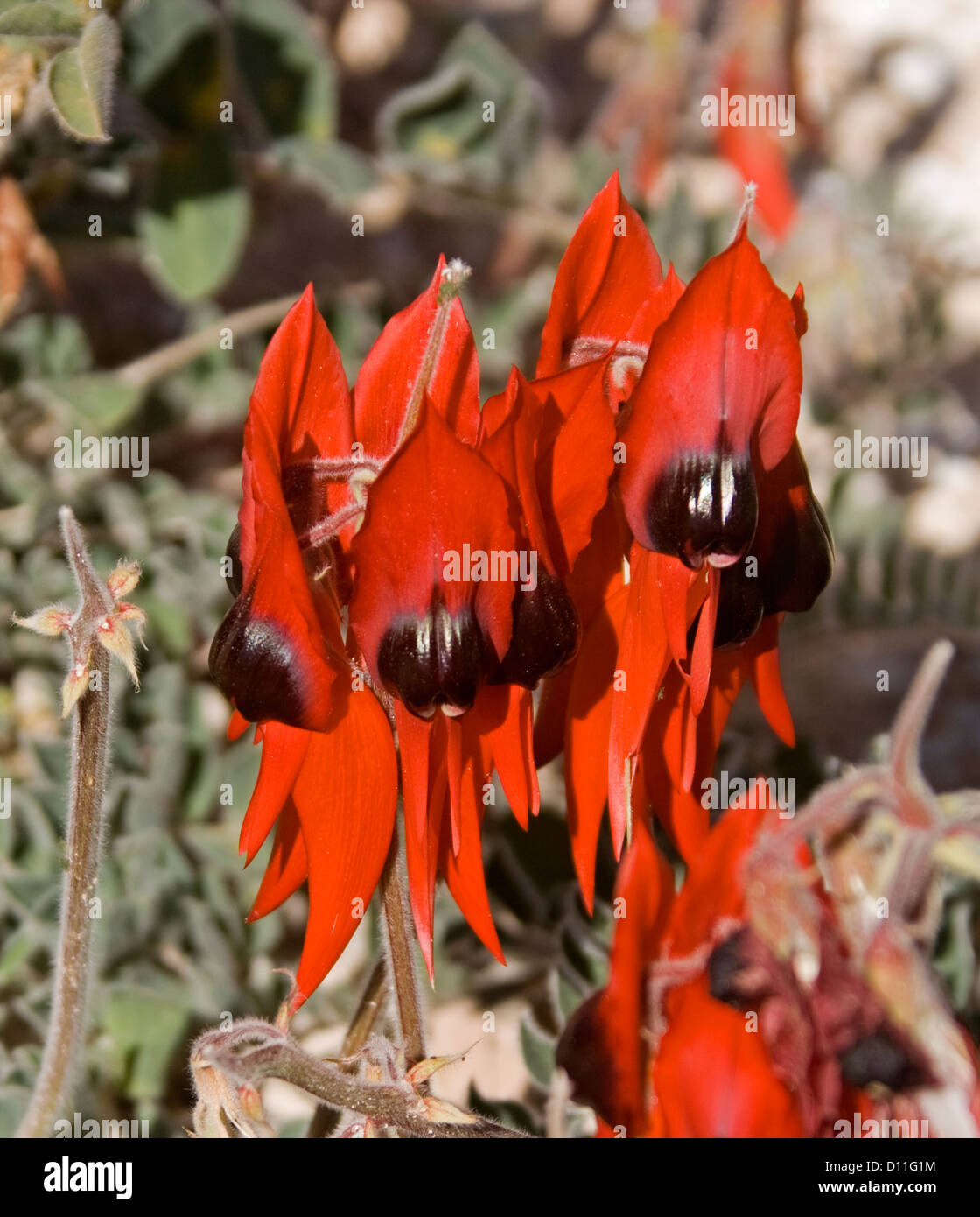 Fiori di colore rosso di Sturt del pisello del deserto - Swainsona / Swainsonia formosa - a Tibooburra NSW outback Australia Foto Stock