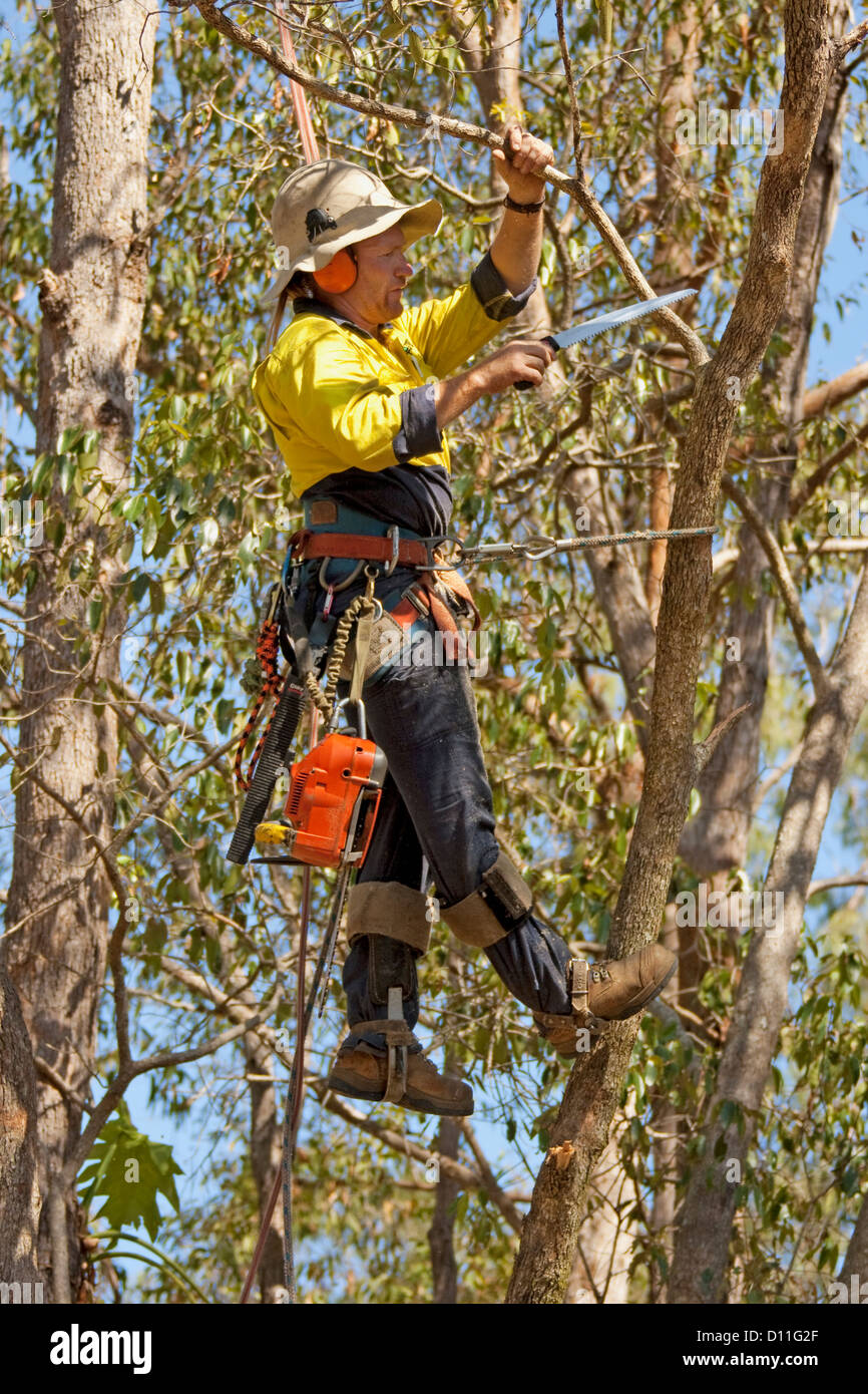 Struttura professionale potatore, arborist, indossare abbigliamento di sicurezza e protezione per le orecchie e casco di arrampicata in treeand rami di taglio con sega a mano e chainsaw Foto Stock
