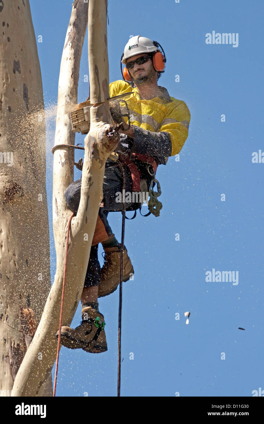 Struttura professionale rimondatore di indossare abbigliamento di sicurezza e protezione per le orecchie e casco arrampicata in alti alberi e rami di taglio con sega a nastro Foto Stock