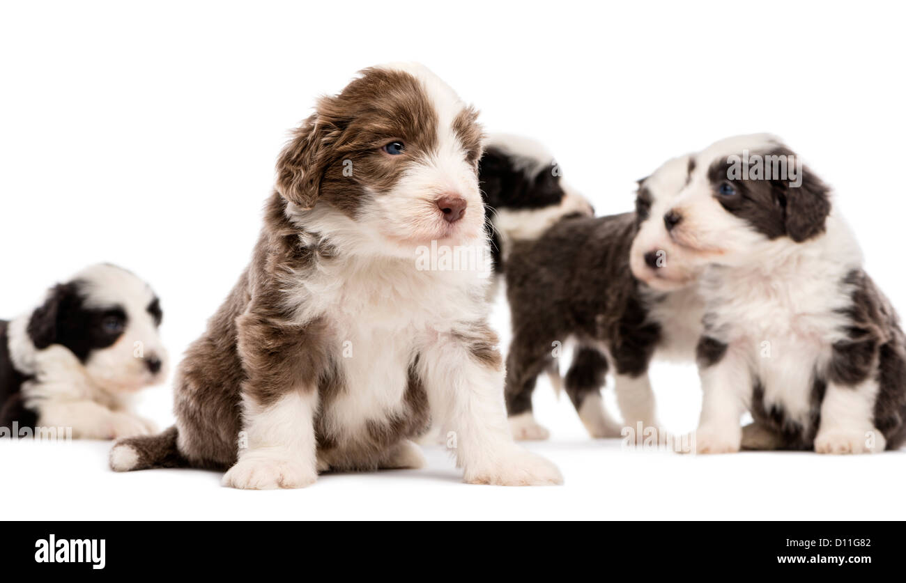 Barbuto Collie cuccioli (6 settimane di età) seduta, giacenti e in piedi con la messa a fuoco in primo piano contro lo sfondo bianco Foto Stock