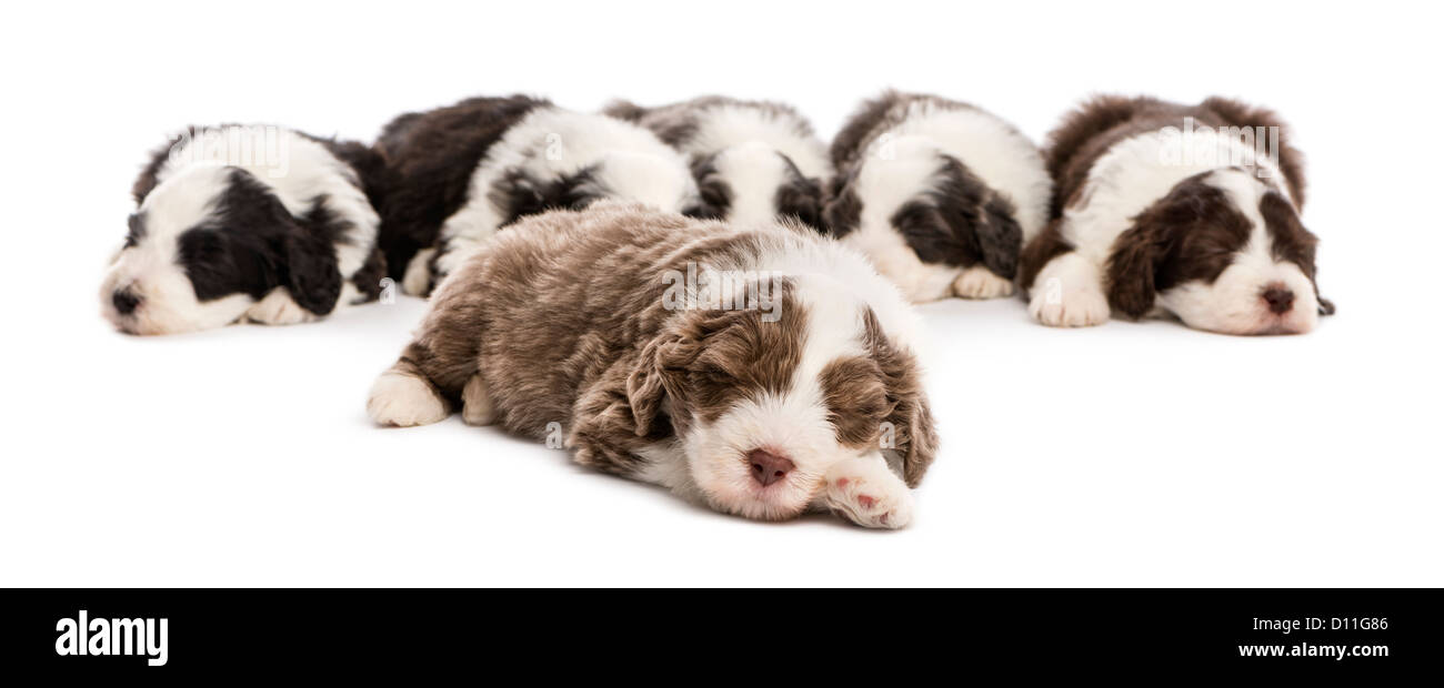 Gruppo di barbuto Cuccioli Collie, 6 settimane di età, dormendo contro uno sfondo bianco Foto Stock