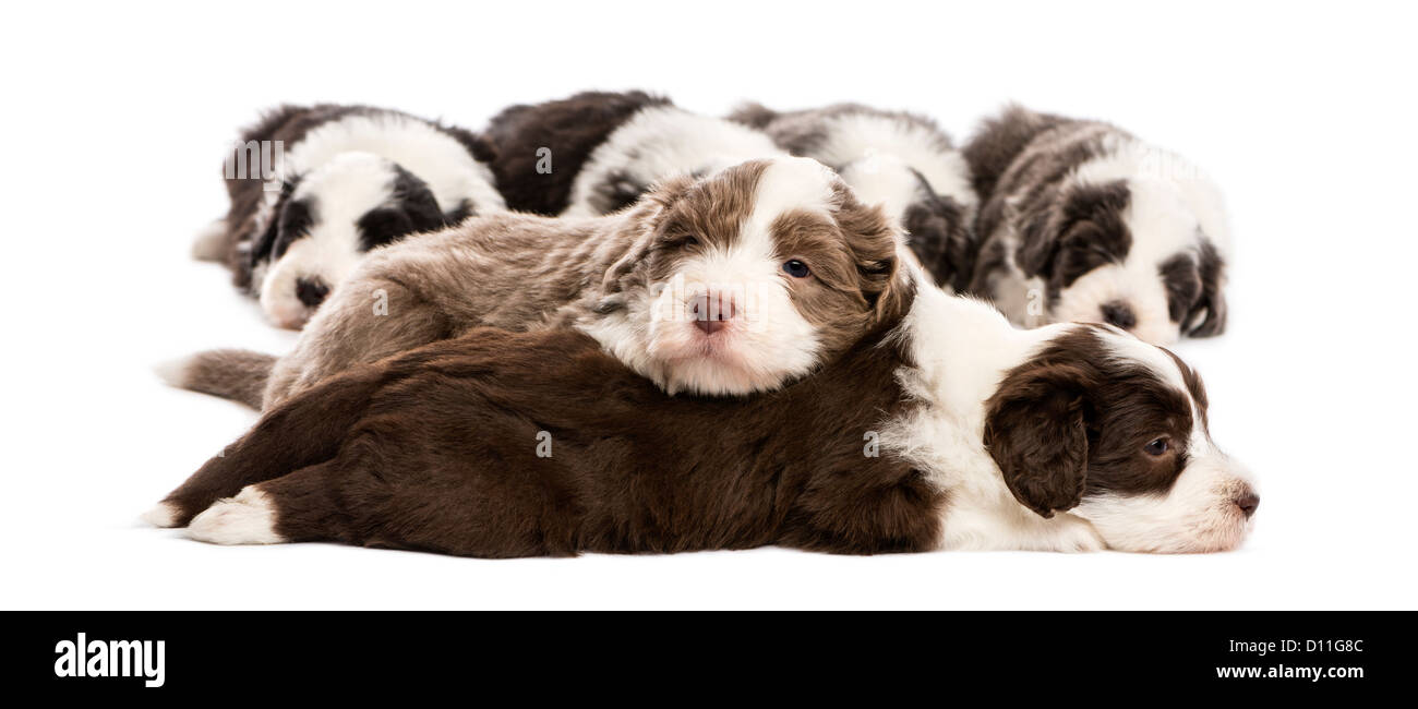 Gruppo di barbuto Cuccioli Collie, 6 settimane di età, dormendo contro uno sfondo bianco Foto Stock