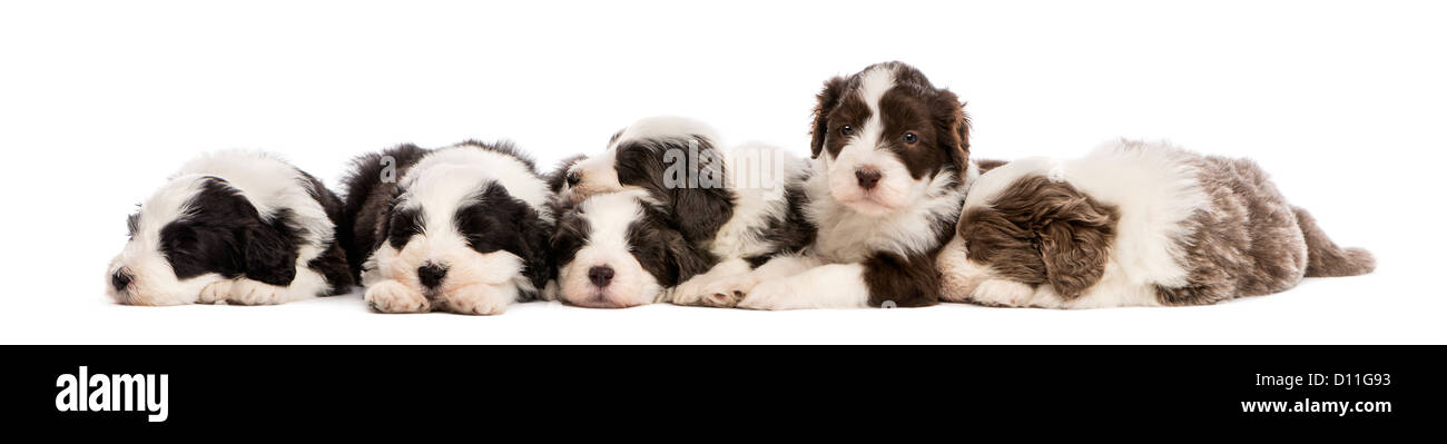 Gruppo di barbuto Cuccioli Collie, 6 settimane di età, dormendo in una fila contro uno sfondo bianco Foto Stock