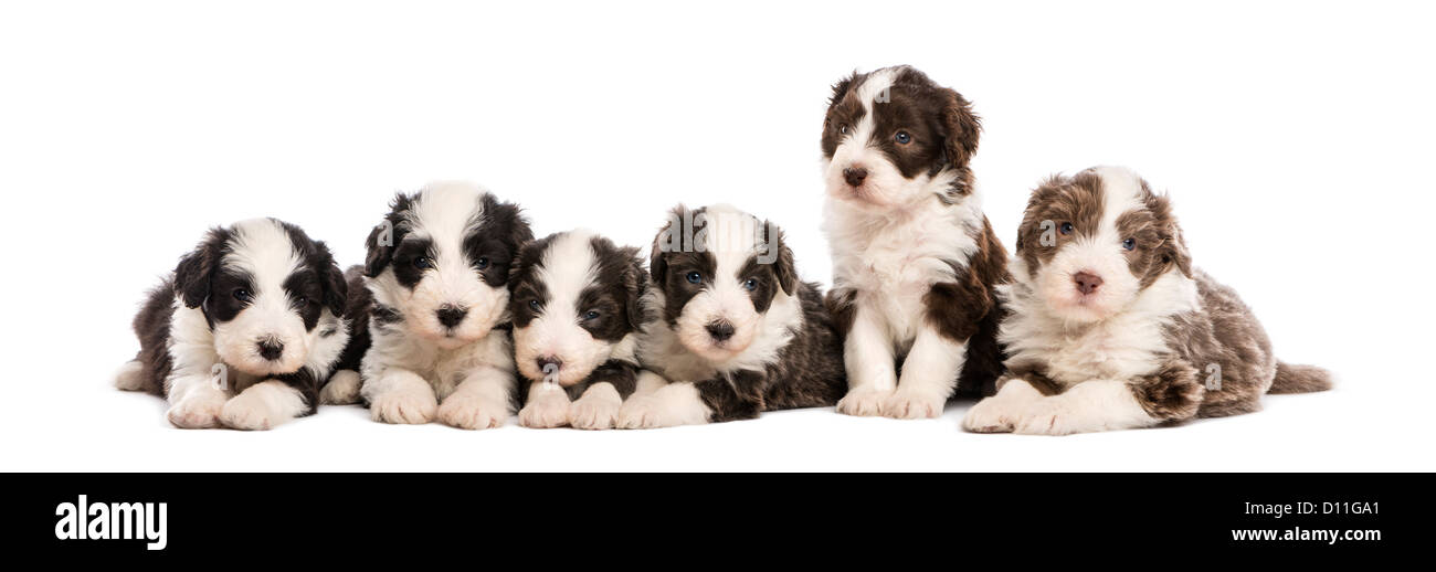 Gruppo di barbuto Cuccioli Collie, 6 settimane di età, seduto o disteso in una fila contro uno sfondo bianco Foto Stock