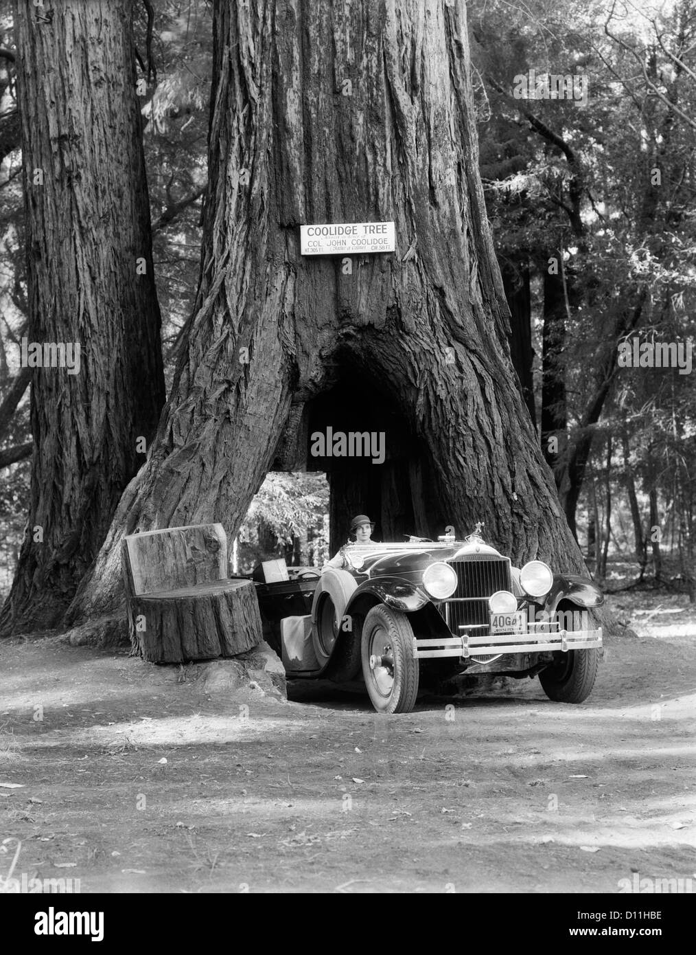 1930s donna alla guida di auto convertibili attraverso l'apertura in Sequoia gigante tronco di albero albero di COOLIDGE MENDOCINO CALIFORNIA Foto Stock