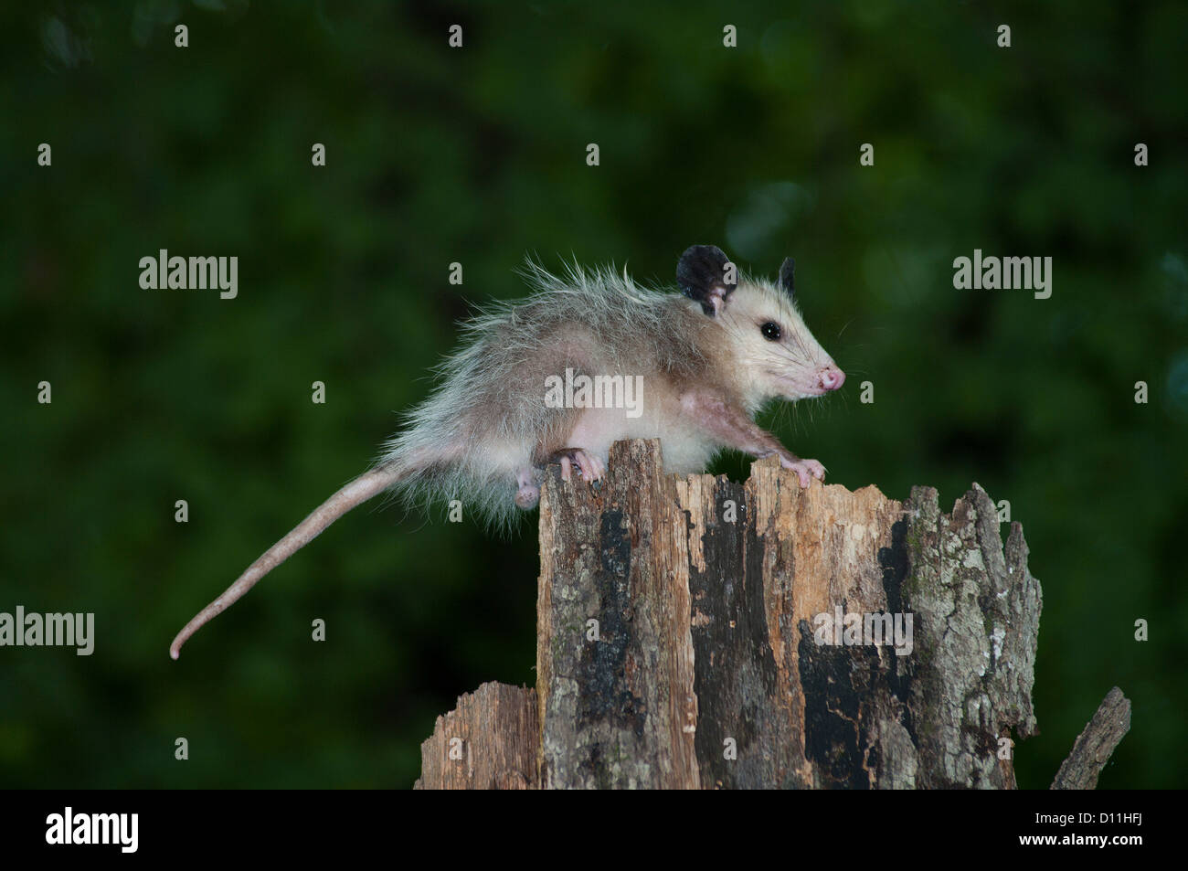 Virginia opossum, Didelphis virginiana, marsupiale Foto Stock
