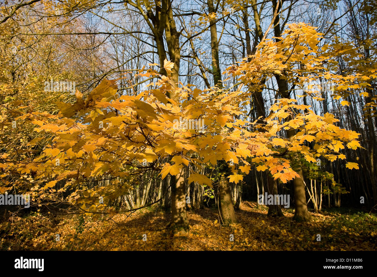 Colori dell'autunno in legno Rewell vicino a Arundel, West Sussex, Regno Unito Foto Stock