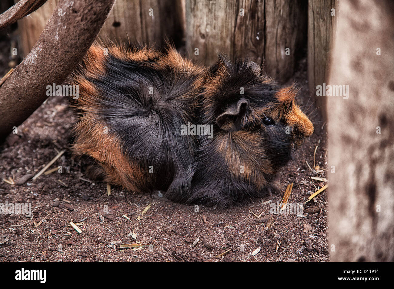 Una cavia Foto Stock