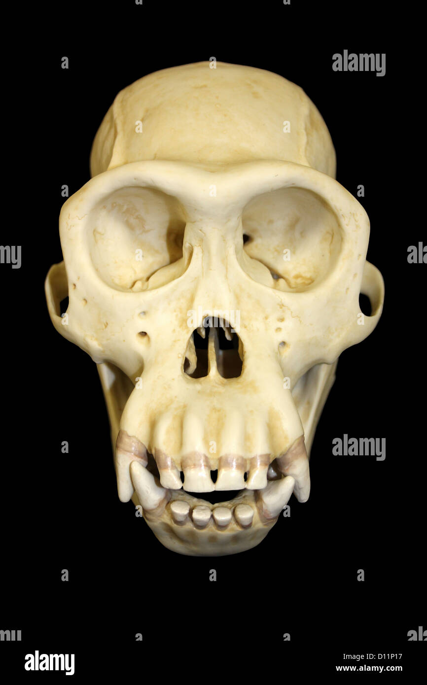 Vista frontale di scimpanzé maschi cranio Pan troglodytes Foto Stock