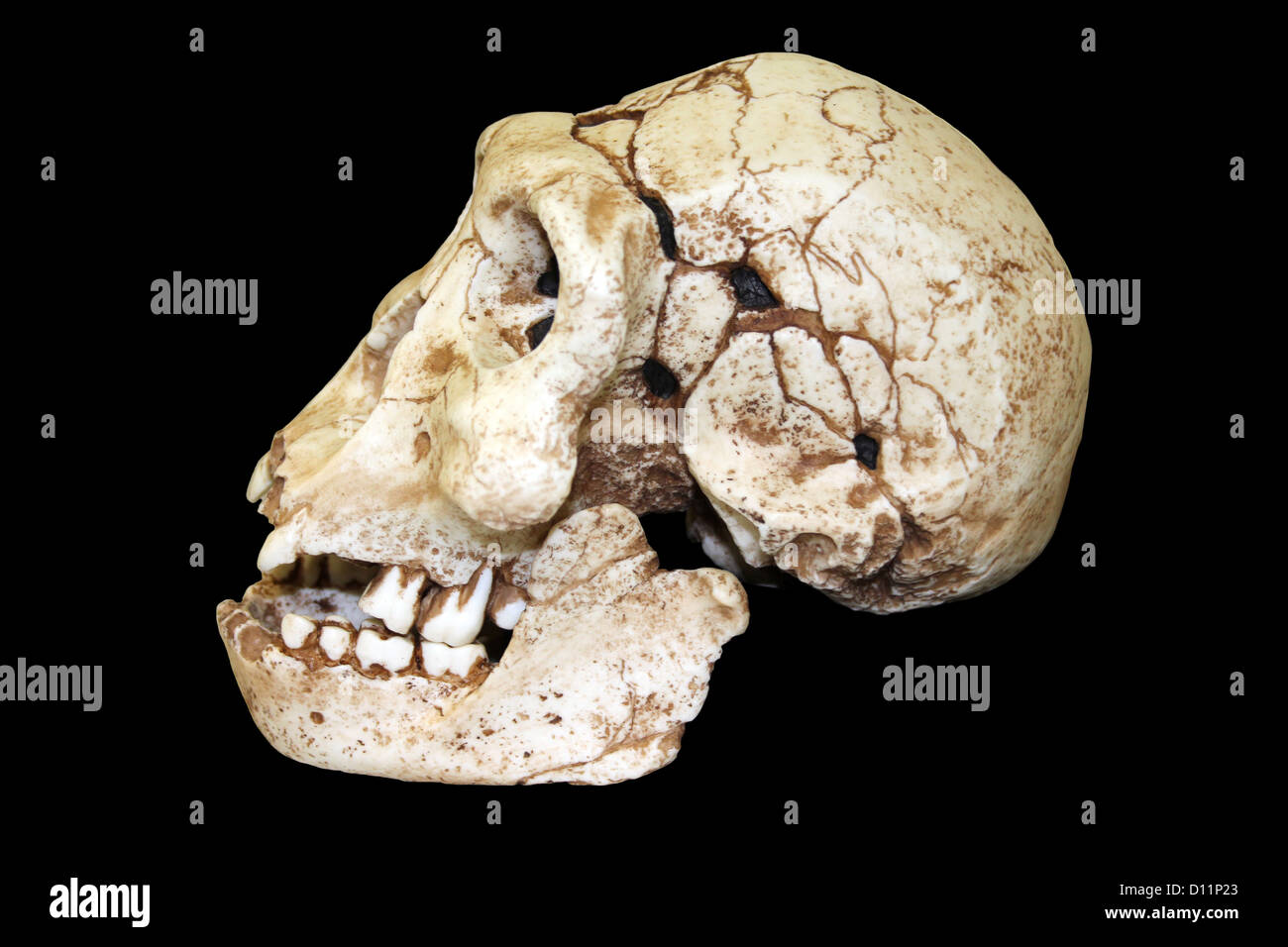 Vista laterale di Dmanisi Homo erectus cranio Foto Stock