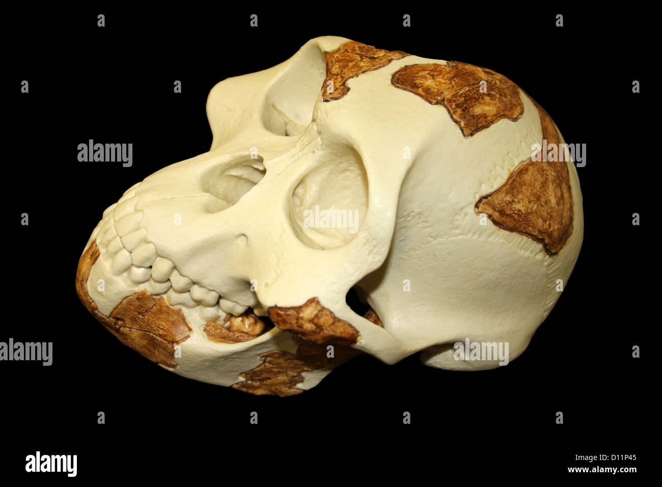 "Lucia' Australopithecus afarensis Foto Stock