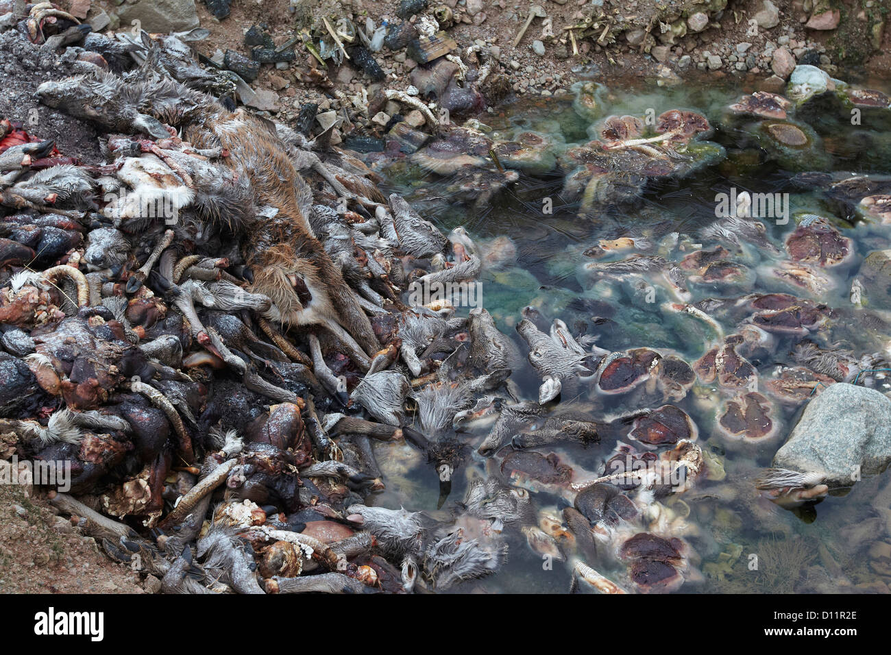 Cervi, Cervus elaphus, le carcasse e le frattaglie oggetto di dumping in un pozzo vicino a Blair Athol, Scotland, Regno Unito Foto Stock