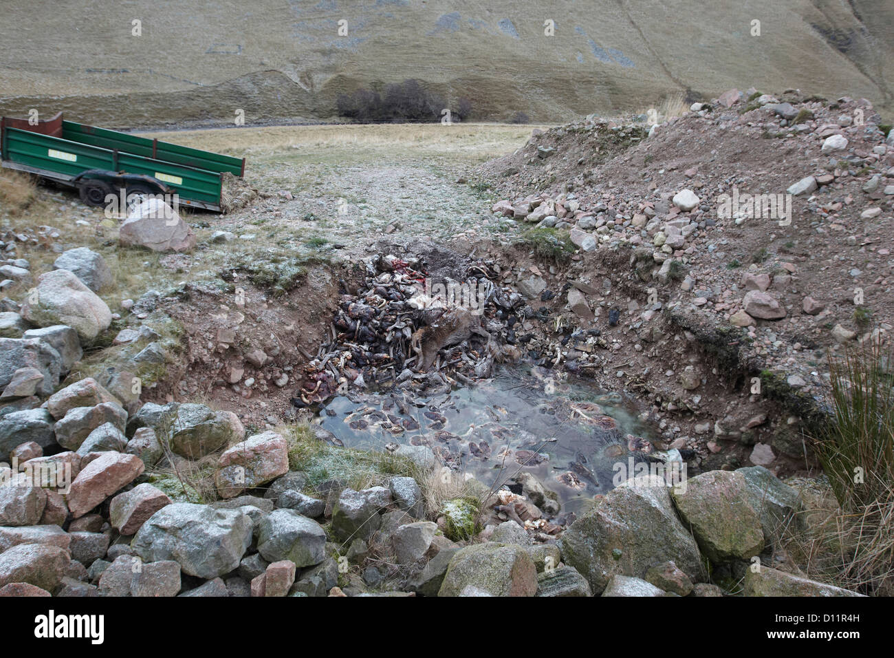 Cervi, Cervus elaphus, le carcasse e le frattaglie oggetto di dumping in un pozzo vicino a Blair Athol, Scotland, Regno Unito Foto Stock