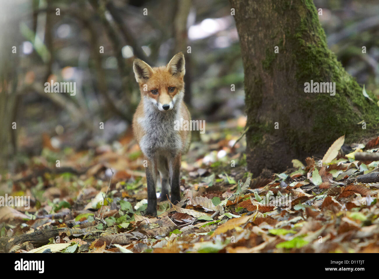 Unione Red Fox, Vulpes vulpes camminando sulle foglie di autunno attraverso la Foresta di Dean, Gloustershire, Regno Unito Foto Stock