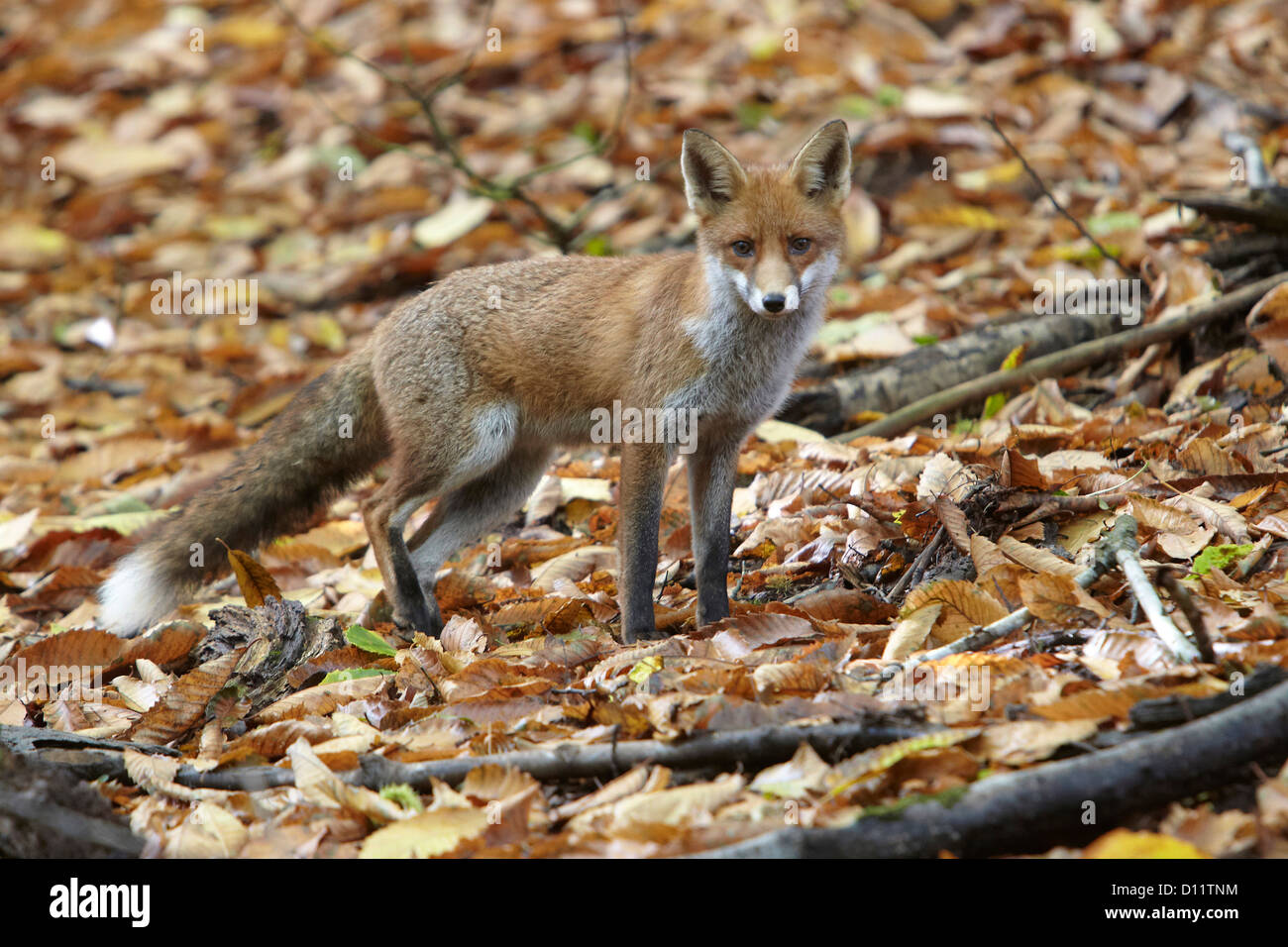 Unione Red Fox, Vulpes vulpes camminando sulle foglie di autunno attraverso la Foresta di Dean, Gloustershire, Regno Unito Foto Stock