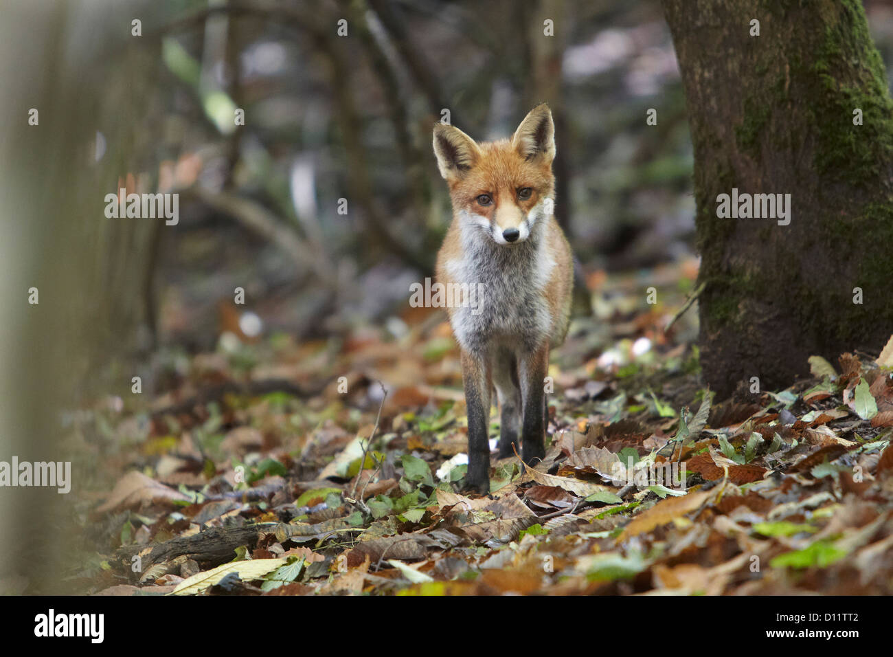 Unione Red Fox, Vulpes vulpes camminando sulle foglie di autunno attraverso la Foresta di Dean, Gloustershire, Regno Unito Foto Stock
