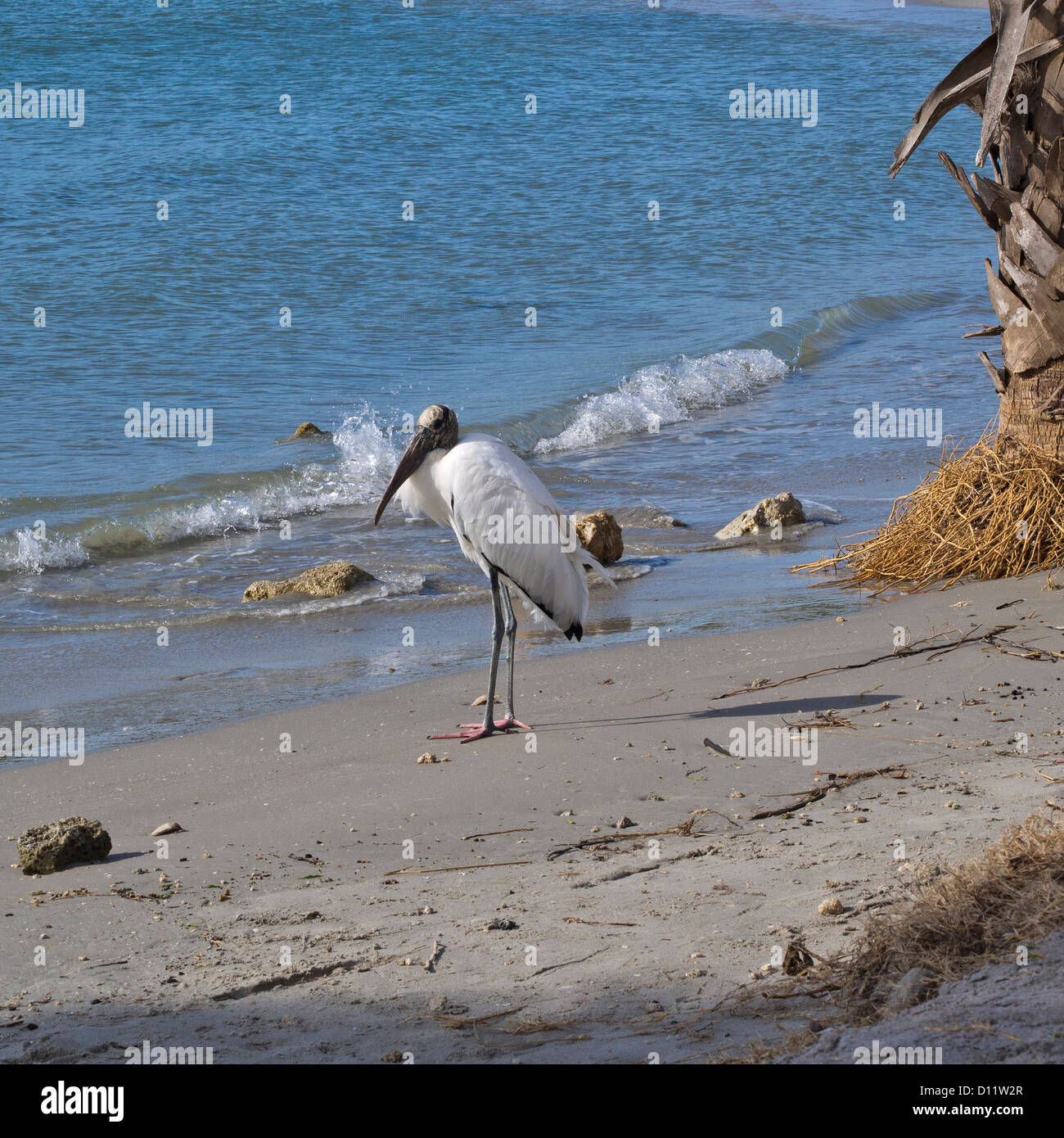 Cicogne di legno (Mycteria americana) vivono solo in Florida e sembra di vivere a Sebastian ingresso sulla Costa Atlantica Foto Stock